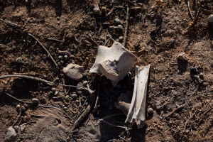 Bones are seen at the site of a mass grave from the rule of Syria's Bashar al-Assad, according to residents, after the ousting of al-Assad, in Najha, Syria, December 17, 2024.